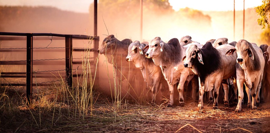 Rural Crime